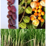 fruits and sugarcane