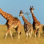 giraffes